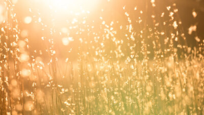 Inheriting the Kingdom